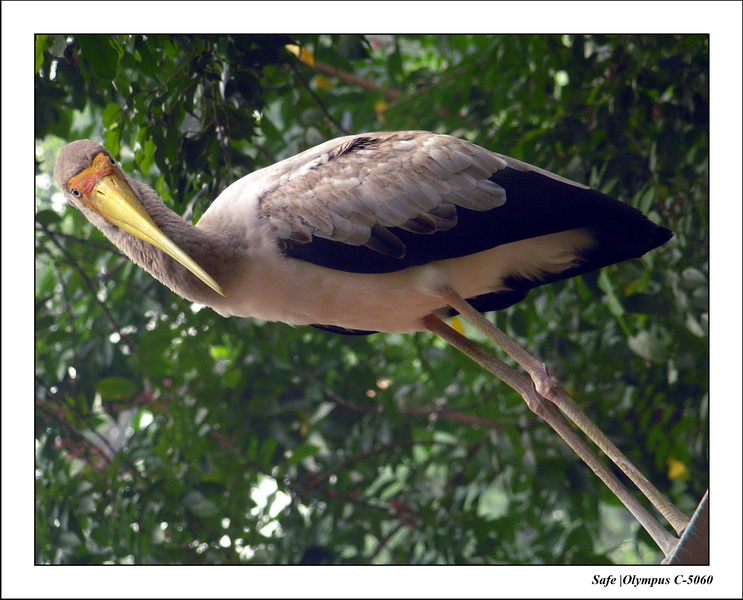 2005 - 08 - KUL - parc animalier  - 49.JPG